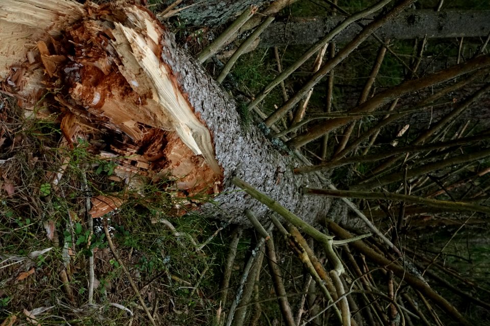 Plant Wood Vegetation Trunk