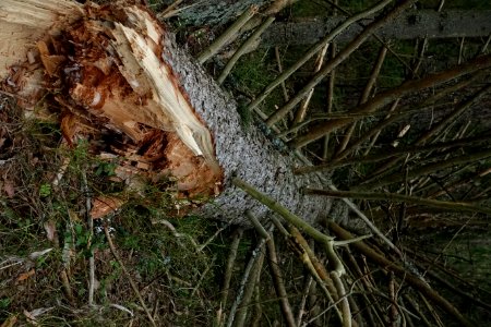 Plant Wood Vegetation Trunk