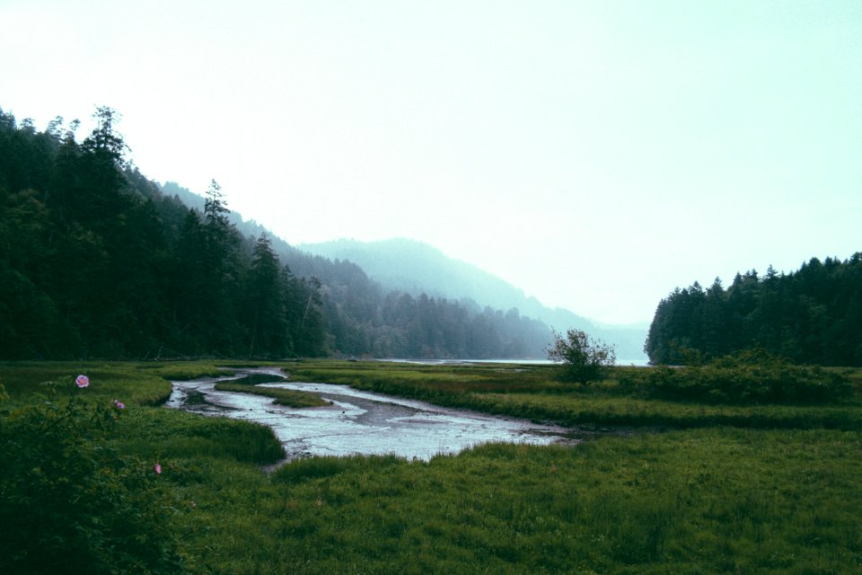 Landscape Of Forest And Lake With Pink Flowers