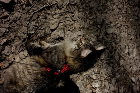 Cat Felidae Carnivore Small To Medium-sized Cats photo