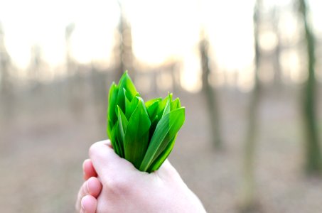 Hand Holding Leek Leaves