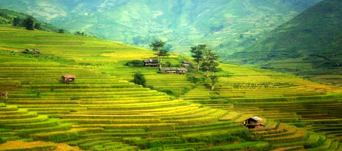 Rice Terraces photo