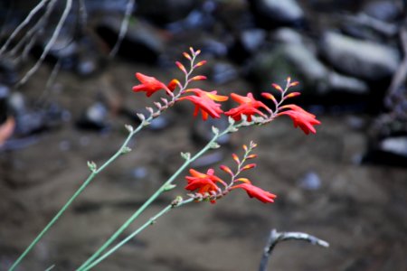 Red Flowers
