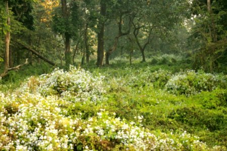 Wild Flowers At Chilapata