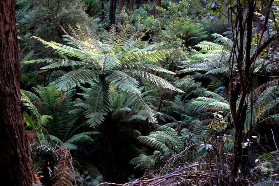 Australian Forest