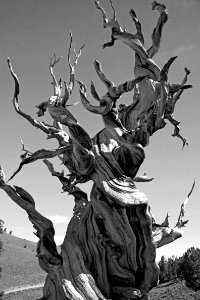 Greyscale Photo Of Dead Tree On Dry Land photo