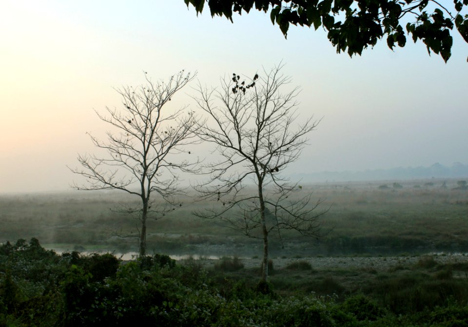 Approaching The Forest Watchtower Chilapata Forest