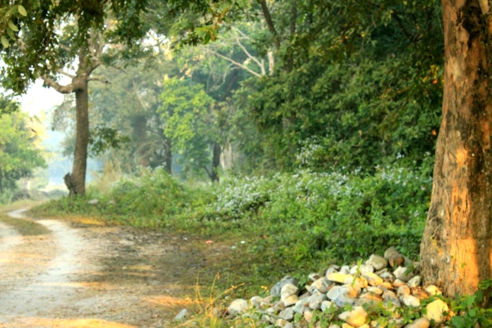 Road From The Watchtower Chilapata