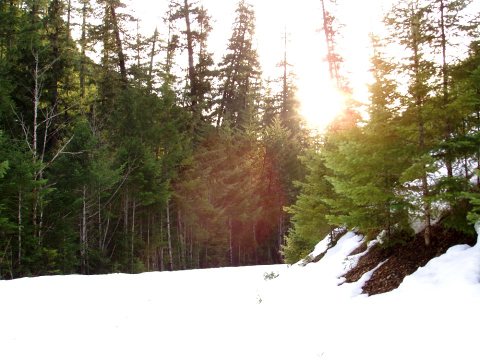 Sky Plant Snow Larch