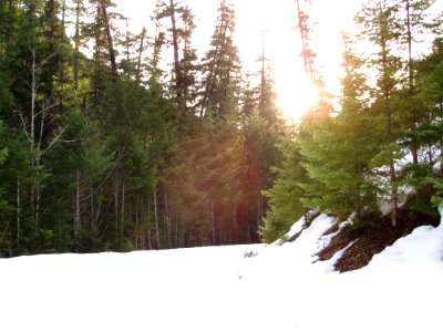 Sky Plant Snow Larch photo