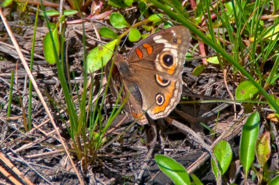 Tropical Buckeye Butterfly