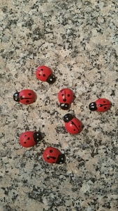 Luck lucky charm beetle