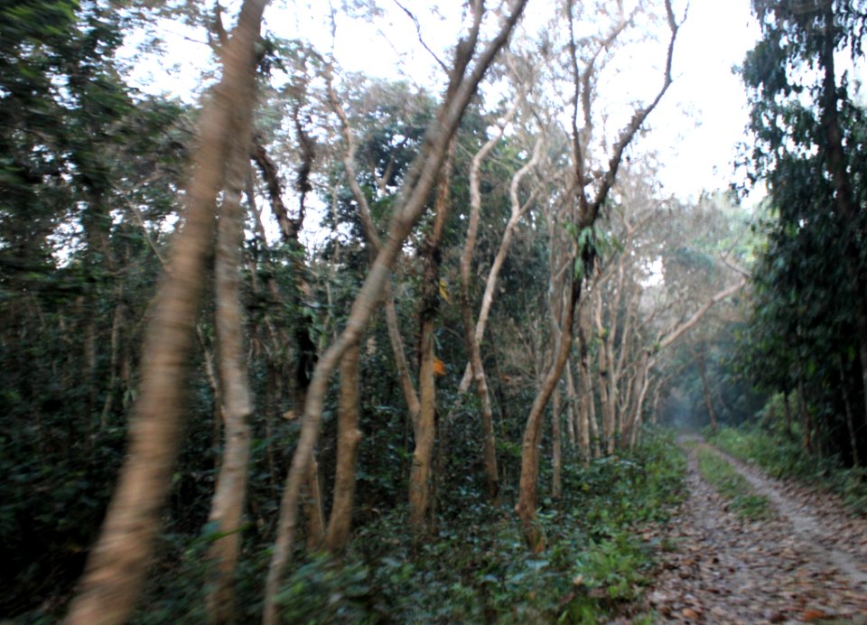 Driving Through Chilapata Forest