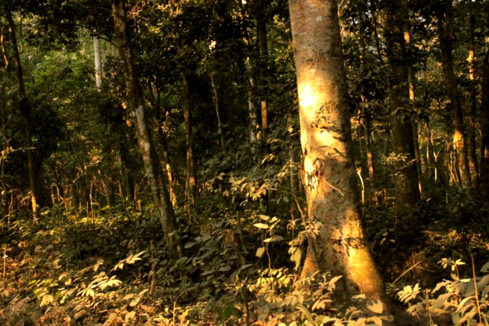 Trees Chilapata