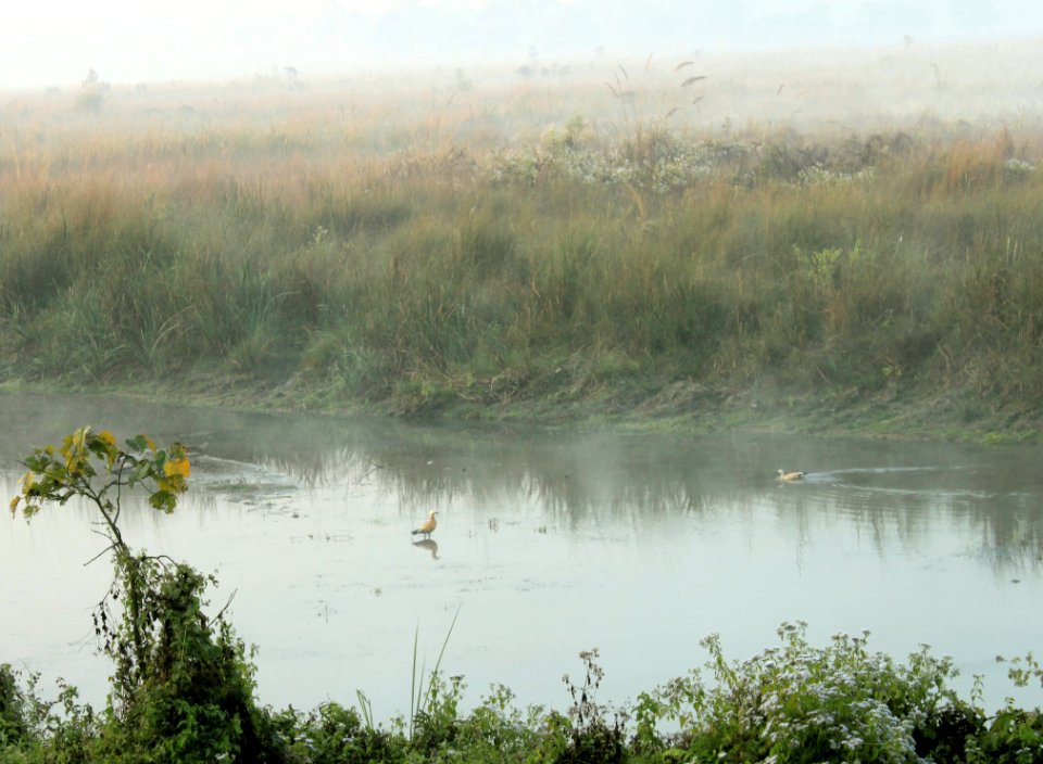 Ducks Swimming In The River Near Watchtower Chilapata Forest