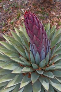 Century Plant Preparing To Bloom