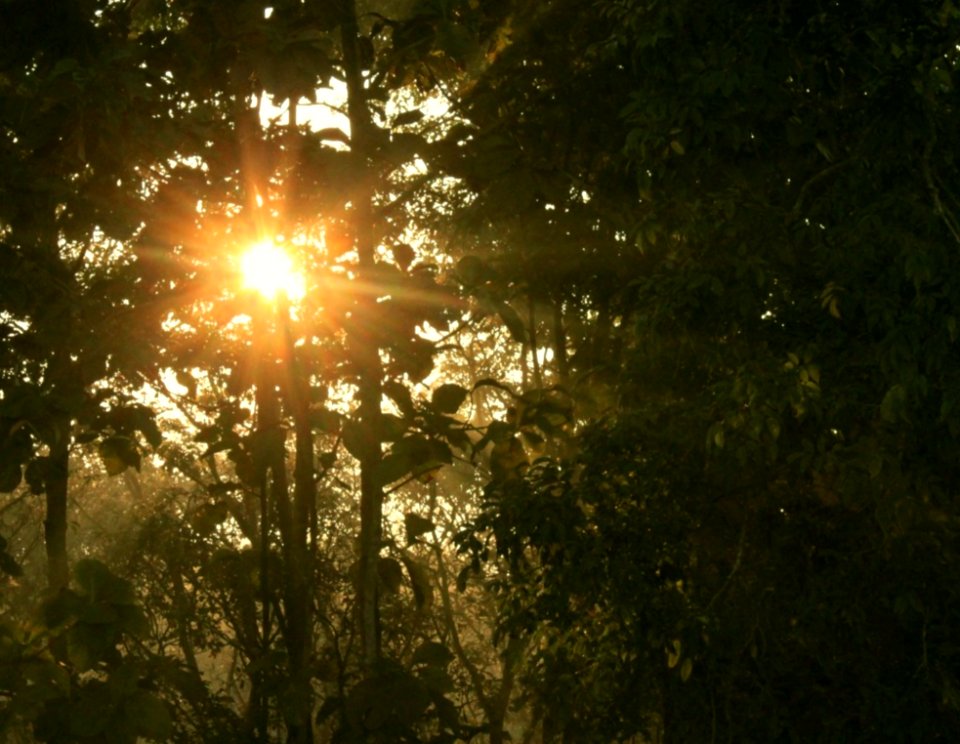Sun Rising Through The Trees Seen From The Watchtower Chilapata