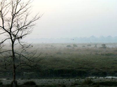 Near The Forest Watchtower Chilapata Forest photo