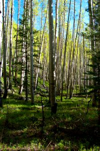 Inner Basin Trail