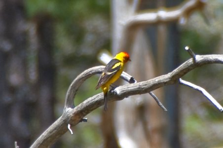 Western Tanager