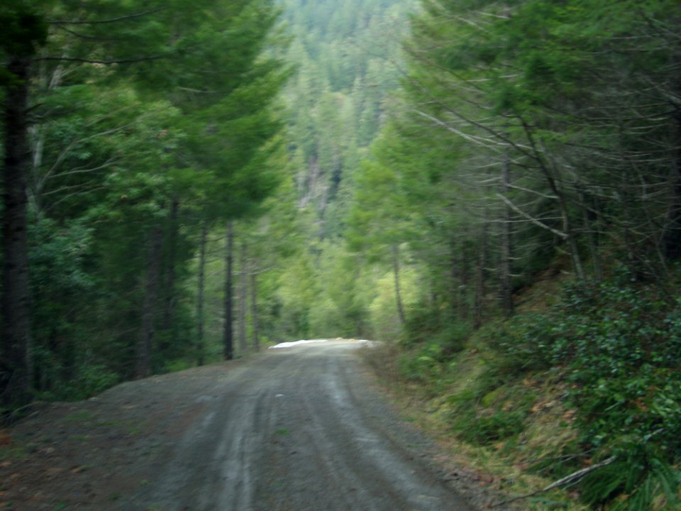Plant Road Surface Natural Environment Natural Landscape