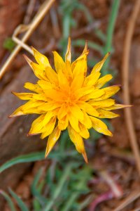Wildflower