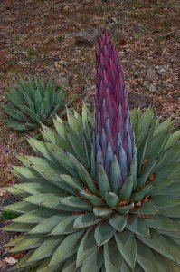 Century Plant Preparing To Bloom