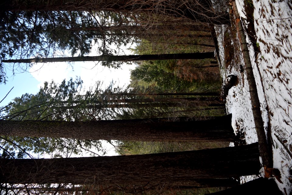 Yosemite National Park Trees