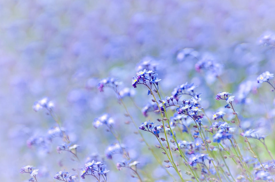 Purple field meadow