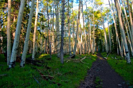Inner Basin Trail