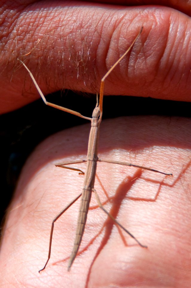 Walking Stick