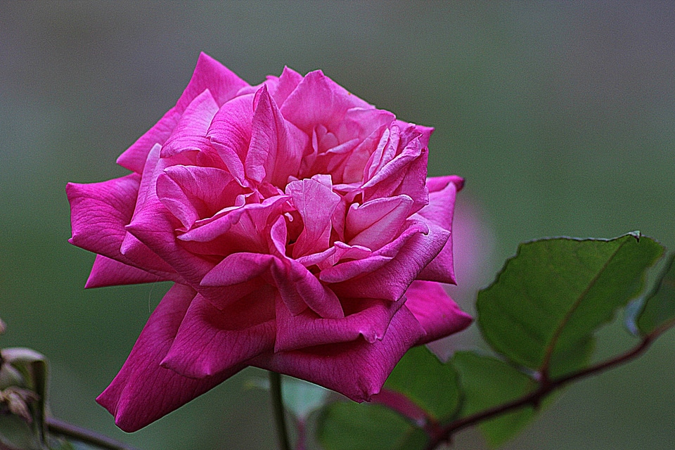 Plant natural blossom