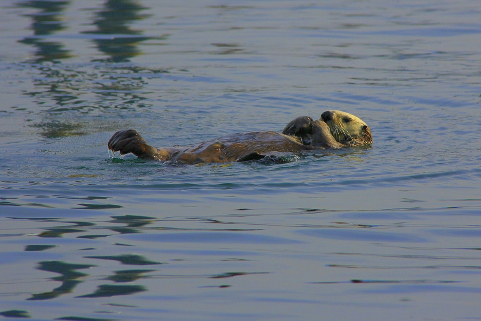 Peaceful animal swimming