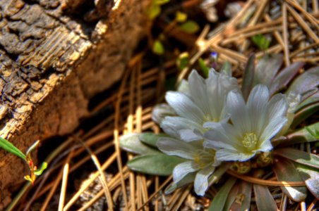 Wildflower