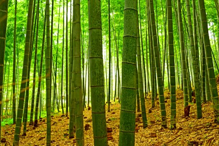 Arashiyama Bamboo Forest Kyoto photo