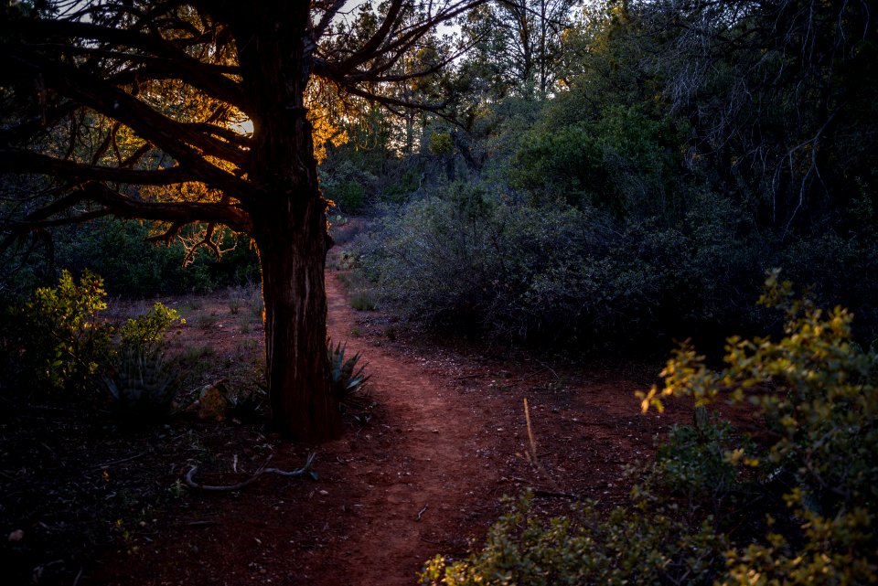 Woods Canyon Trail No 93