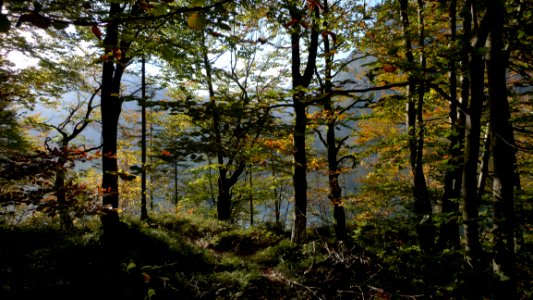 Foret