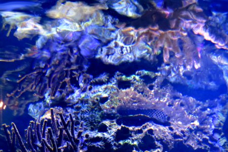 Coral Water Texture