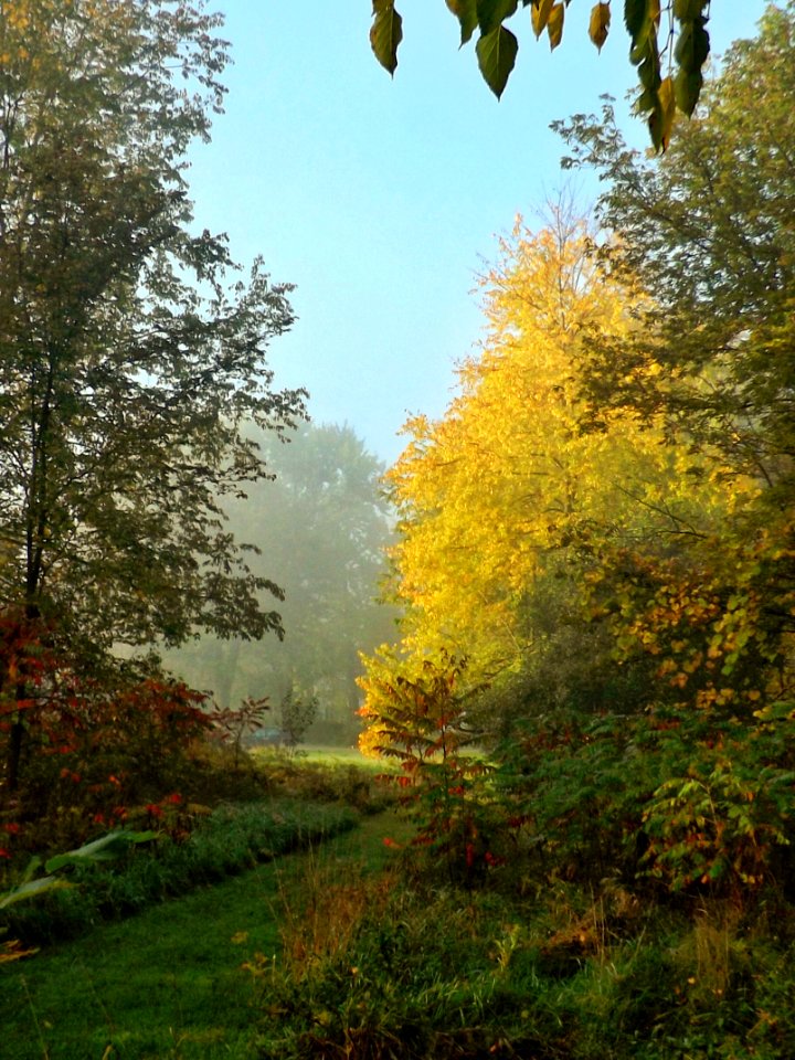 A Path Through The Trees photo