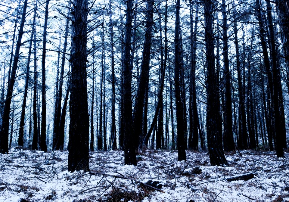 Plant Natural Landscape Tree Wood