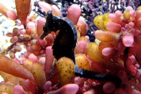 Dark Seahorse photo