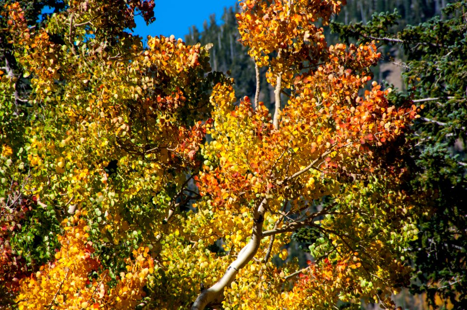 Inner Basin Trail No 29