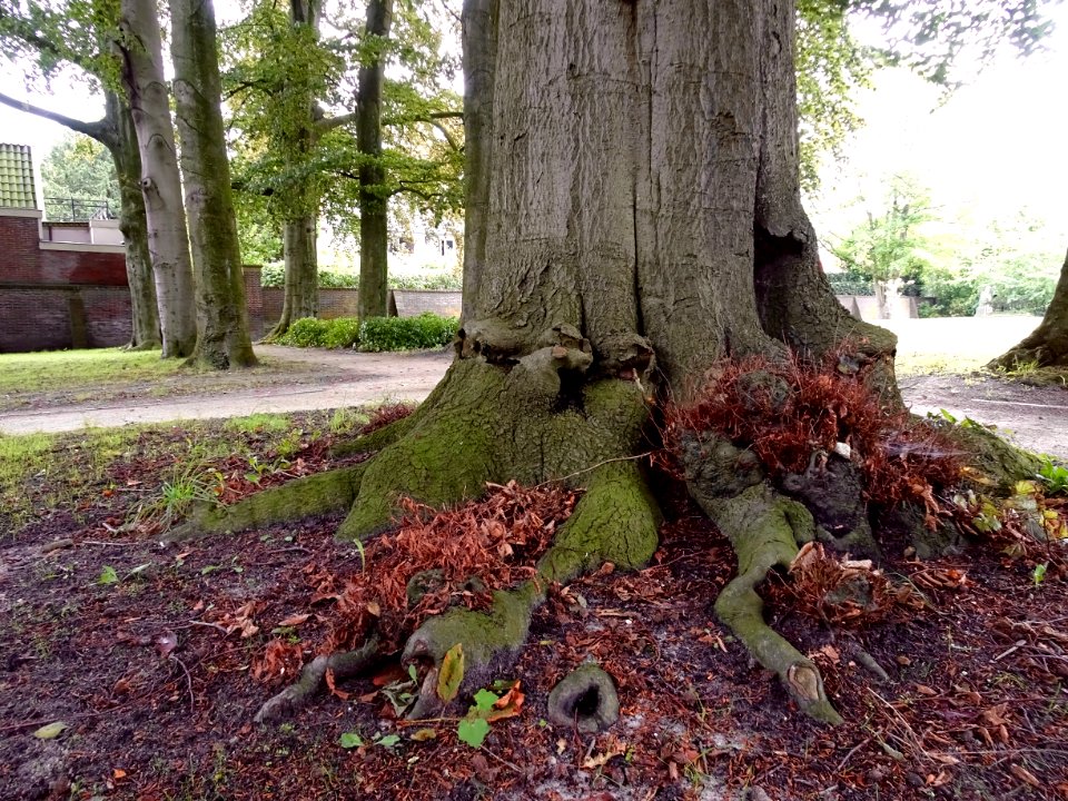 Interesting Tree Trunk
