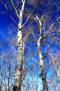 Lehigh River Headwaters (14)