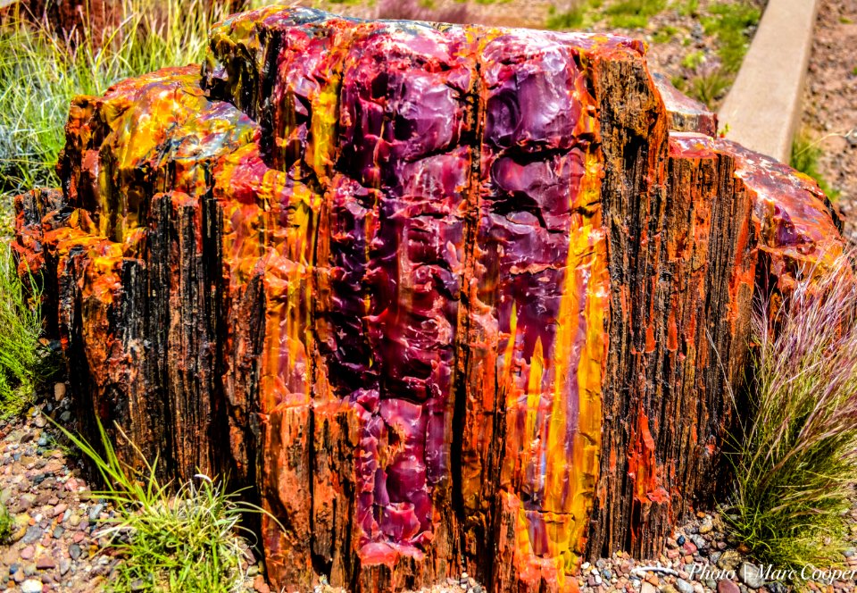 Petrified Color Petrified Forest Natl Park