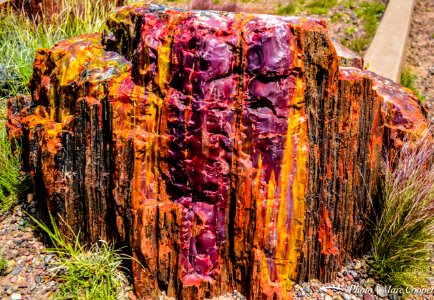 Petrified Color Petrified Forest Natl Park
