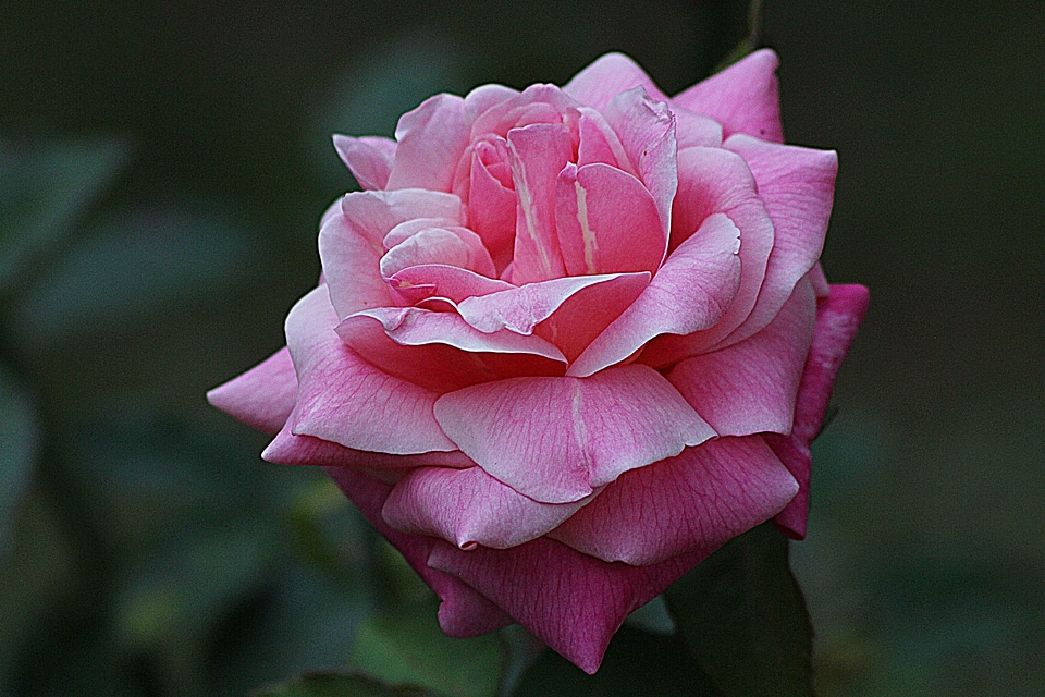 Natural blossom bloom