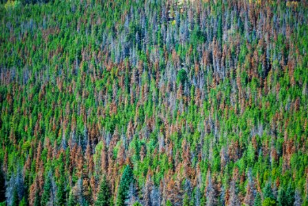 Mountain Pine Beetle Damage
