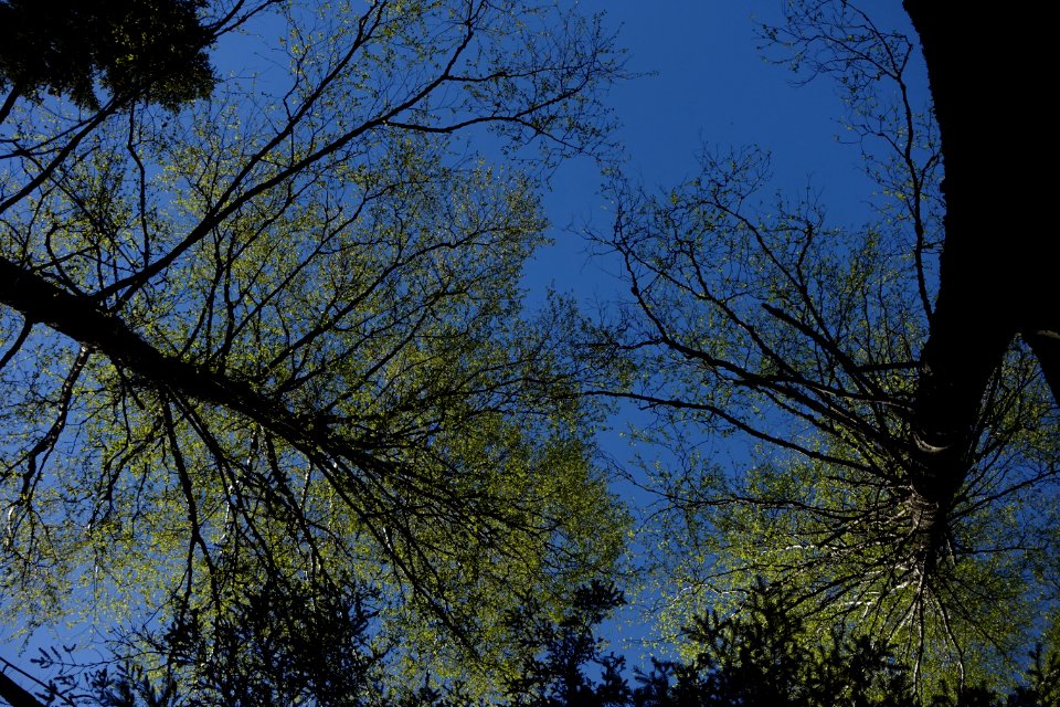 Sky Plant Twig Tree