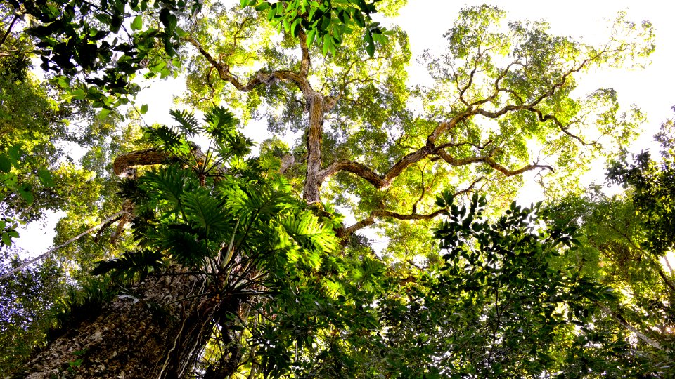 Palo Rosa Infinito